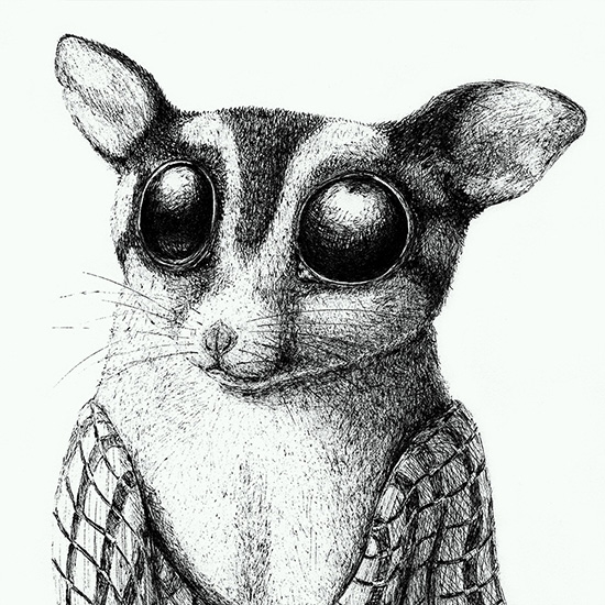 Sugar Glider with Shawl Illustration