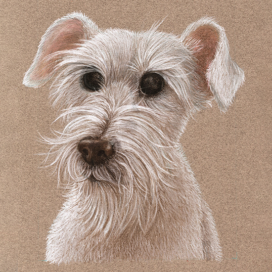 Dog Portrait Illustration